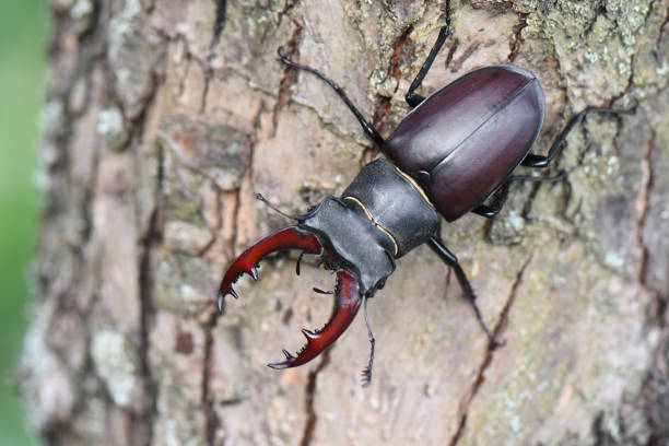 istock The stag beetle (Lucanus cervus) sits on branch of tree. 1617040982