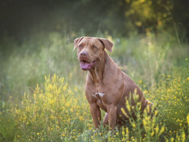 istock Cute dog walks in a meadow on green grass 1617045732