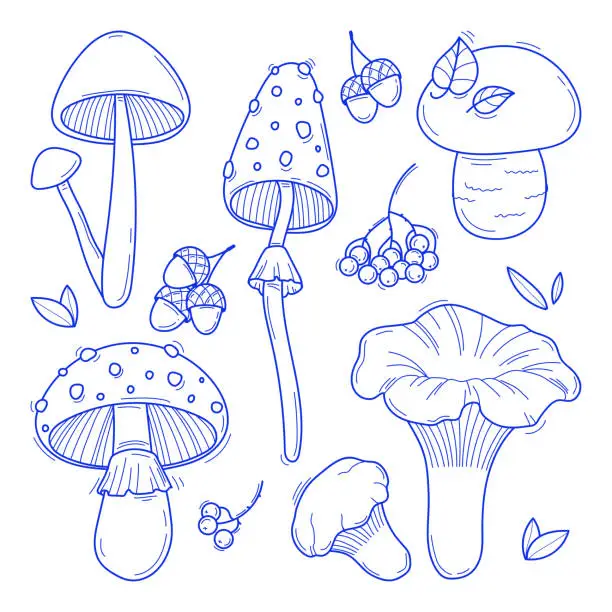 Vector illustration of Collection of hand drawn mushrooms vector illustrations. Forest plants sketches. Perfect for recipes, menu, label, icon, packaging. Vintage mushrooms outlines. Botanical set.