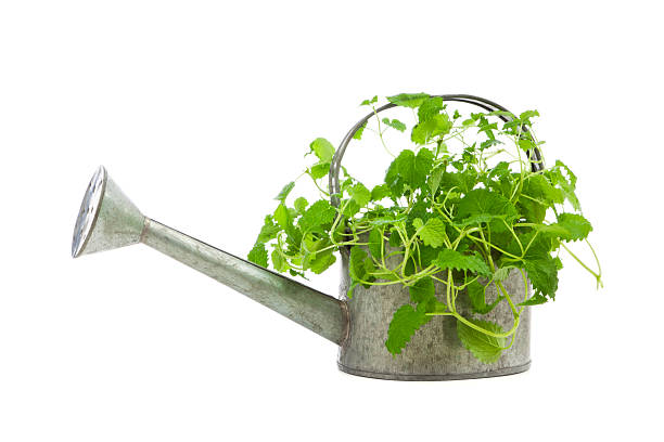 istock Lemon balm plant in watering can 161705579