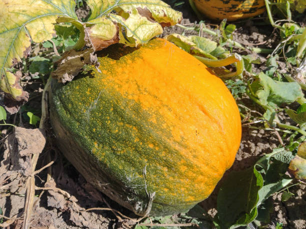 istock Big pumpkin on the ground. In Maramures, Romania 1617073432