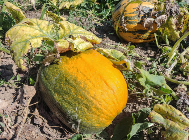 istock Big pumpkins on the ground in Maramures, Romania 1617073943