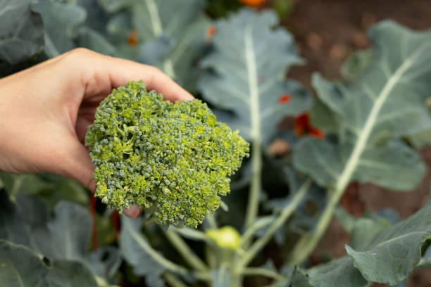 istock broccoli harvest in the garden 1617077136