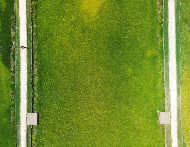 istock People walking on a path through green vegetation 1617077385
