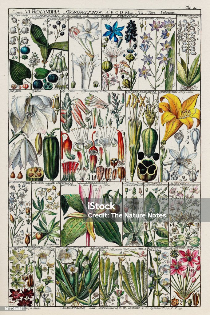 Antique Botanical Chart Illustration Circa 1790 Stock Illustration ...