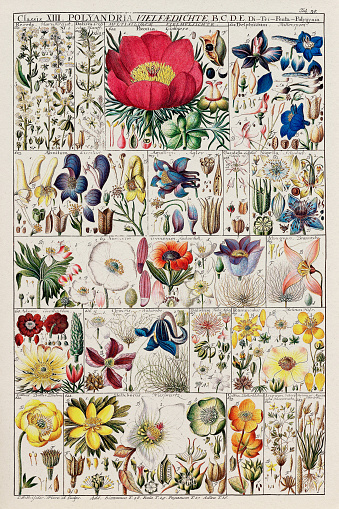18th-Century Botanical Chart: Linnaean Plant Classification in a 1795 Instructional Plate,