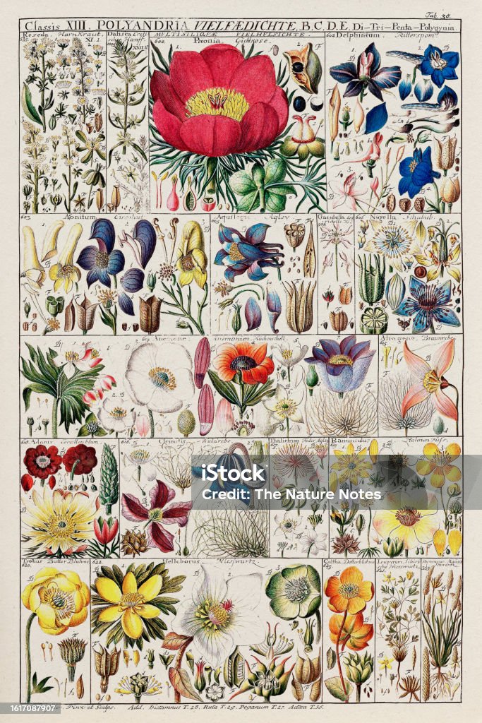 Botanic Chart Antique Botanical Chart Illustration Circa 1790 Stock Illustration ...