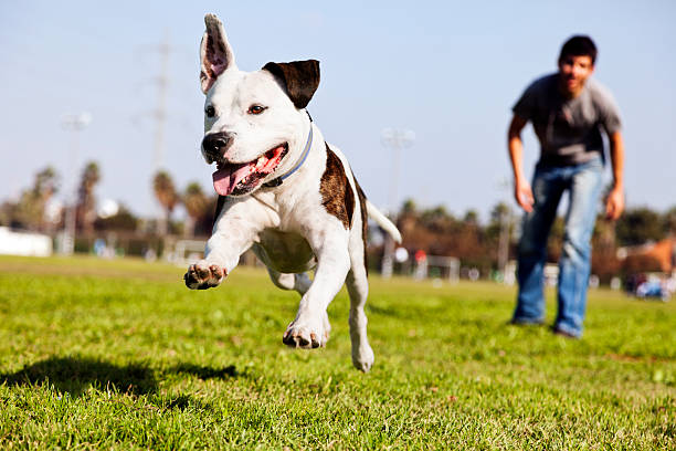 Mid-Air Running Pitbull Dog A Pitbull dog  mid-air, running after its chew toy with its owner standing close by. dog running stock pictures, royalty-free photos & images