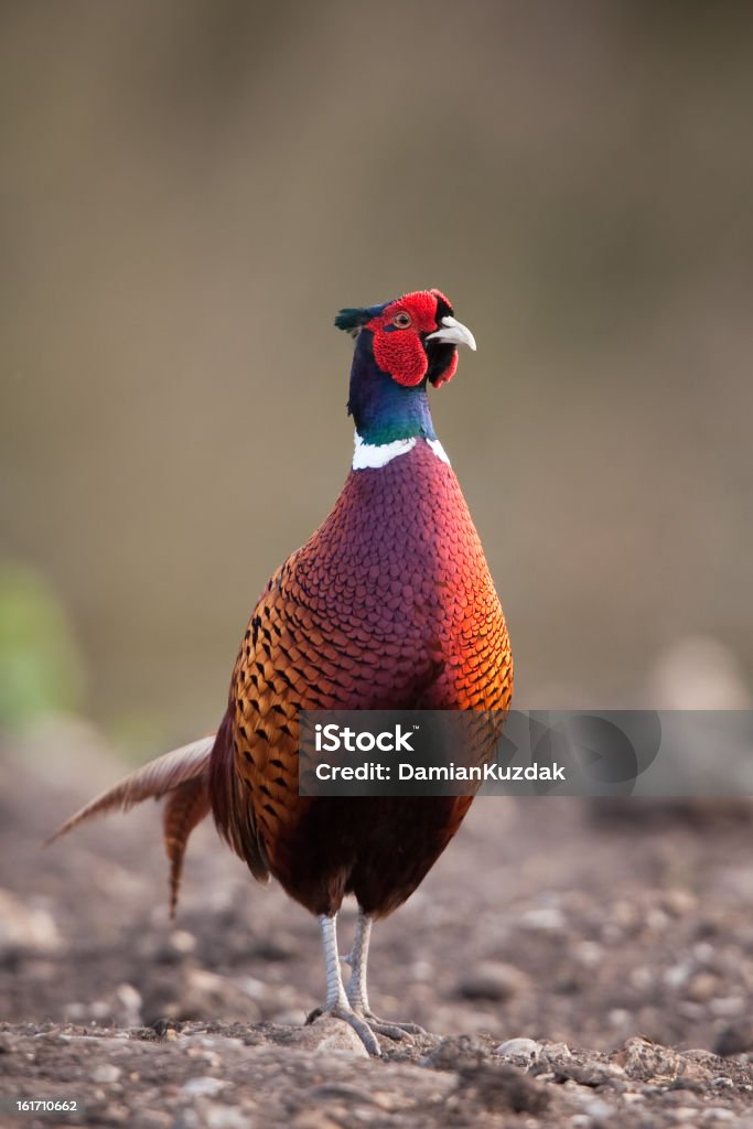 A close-up of a cock pheasant Phasianus colchicus Pheasant. Please, see my collection of Pheasant  images Pheasant - Bird Stock Photo