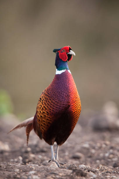 faisão (phasianus colchicus) - faisão ave de caça - fotografias e filmes do acervo