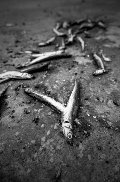 istock Dead sardines in the trash 1617119380