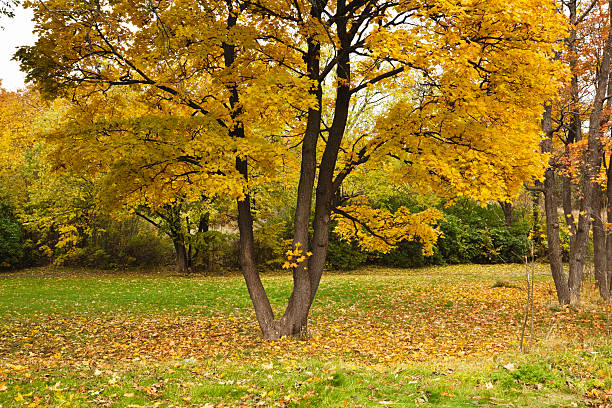 istock Yellow maple trees in the park. 161712009