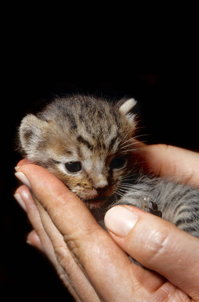 kitty - protection domestic cat animal head cub fotografías e imágenes de stock