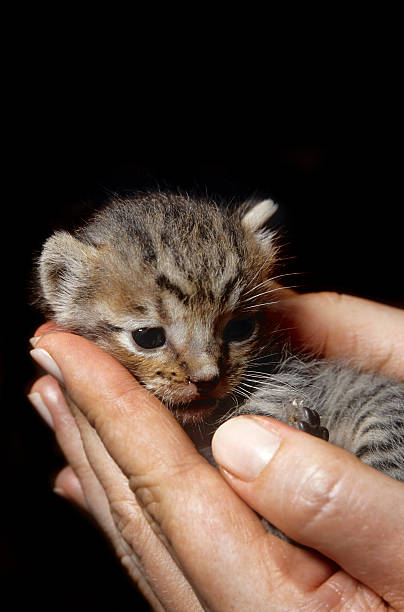 kitty - protection domestic cat animal head cub foto e immagini stock