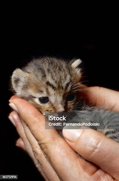 Kitty 검정색 배경에 대한 스톡 사진 및 기타 이미지 - 검정색 배경, 고양이 교배종, 동물