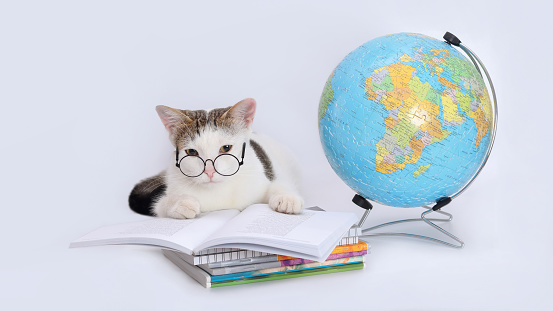 smart cat in glasses lies on an open book. scientist cat the cat is reading a book. Day of Knowledge. education of children. school lessons. Cat near a model of the globe. Cat near Globe planet Earth