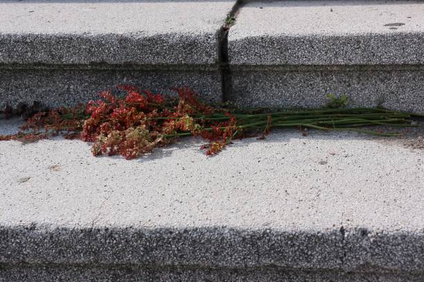 istock flowers on the stairs 1617137884