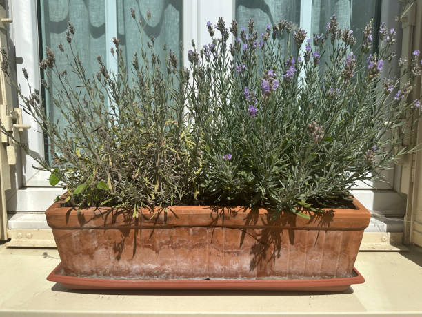 istock Lavender in a ceramic pot on a windowsill 1617139271