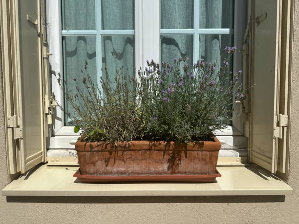 istock Blooming lavender in a ceramic pot on a windowsill 1617139429