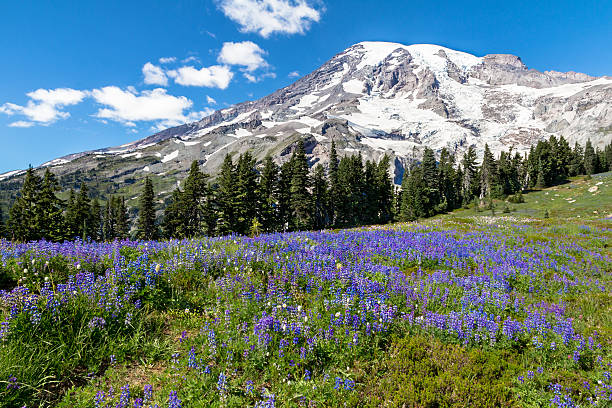 istock Blue lupins fill the slopes below Mount Rainier, Washington 161714862