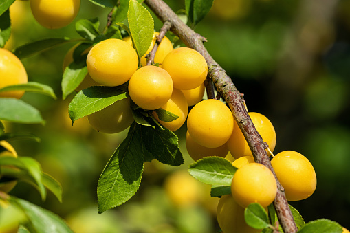 Guava fruit hanging on the limbs of a tree.  Image taken in Costa Rica.