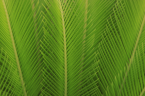 Natural green leaves plants. Cover page greenery environment ecology wallpaper. Natural background. Green Tropical Palm leaf nature on blurred greenery background. Beautiful leaf texture in sunlight.
