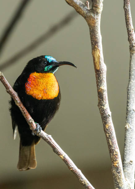 istock Scarlet-Chested Sunbird (Chalcomitra senegalensis) 1617151703