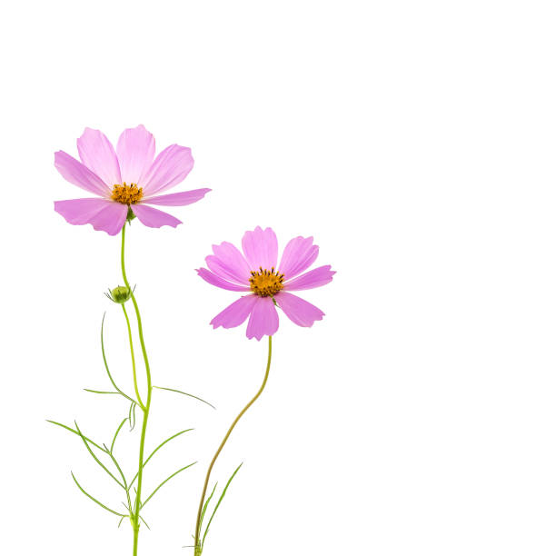 istock Two pink cosmos flowers on a white background. 1617159521