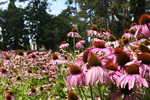 istock Echinacea purpurea, purple coneflower 161716350