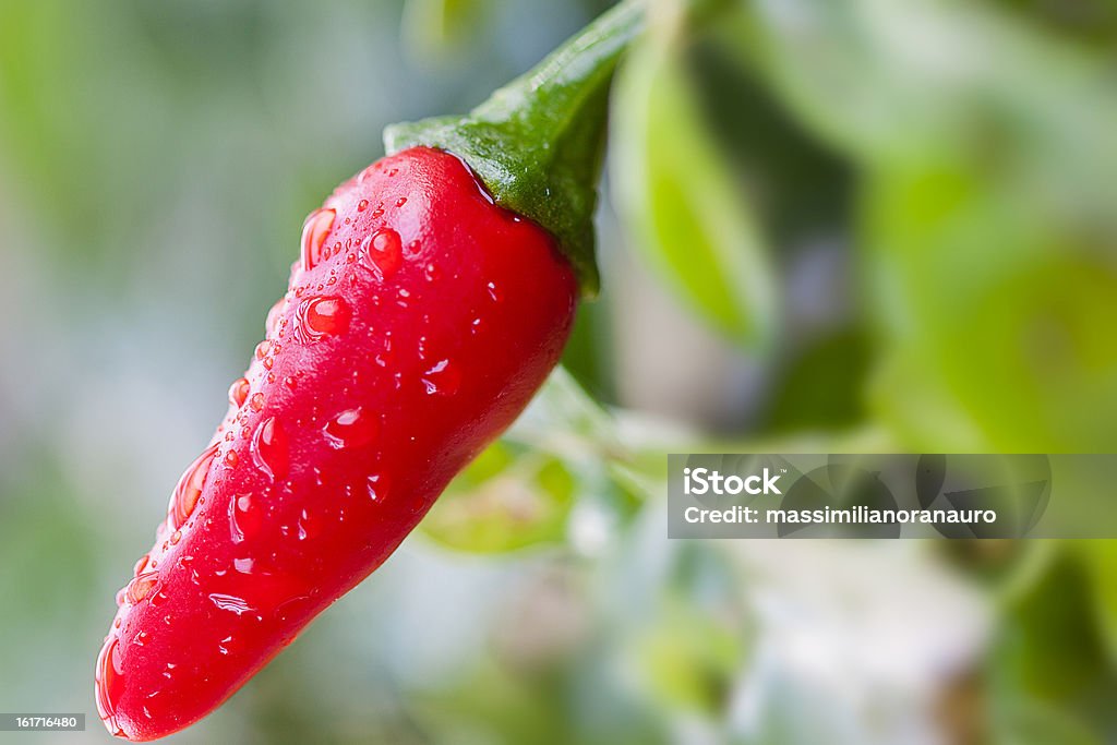 Pimenta quente (dica para a esquerda) - Foto de stock de Comida royalty-free