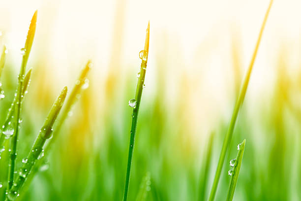 istock Morning dew on blades of grass during sunset 161716511