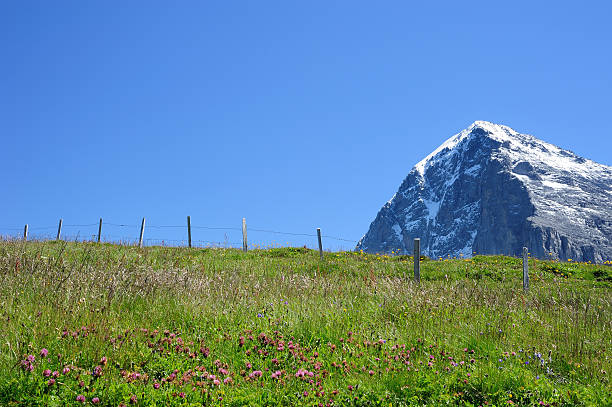 юнгфрау с фиолетовый цветок - mountain switzerland scuol mountain peak стоковые фото и изображения