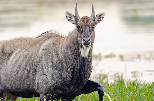 The nilgai or blue bull, the largest Asian antelope at Ranthambore National Park.