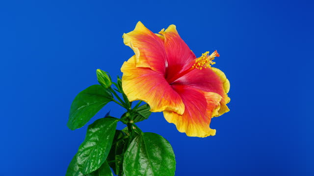 Red Hibiscus Opens Big Flower in Time Lapse. Blooming Yellow Red Plant on a Blue Background
