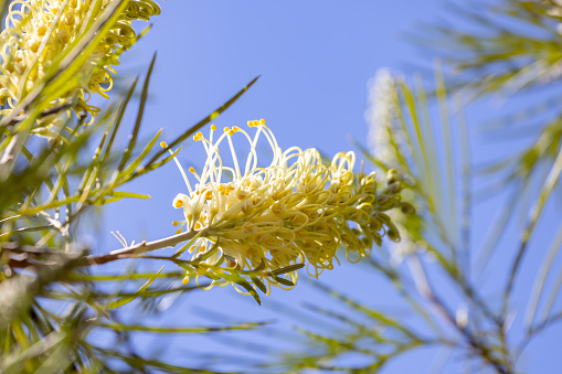 Beautiful White Grevillea flowers, background with copy space, full frame horizontal composition