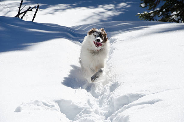 istock Dog Running Through Fresh Snow 161719818