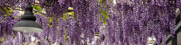 istock Banner blooming lilac wisteria and street lamp 1617198708