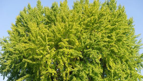 Ginkgo biloba tree with green foliage.