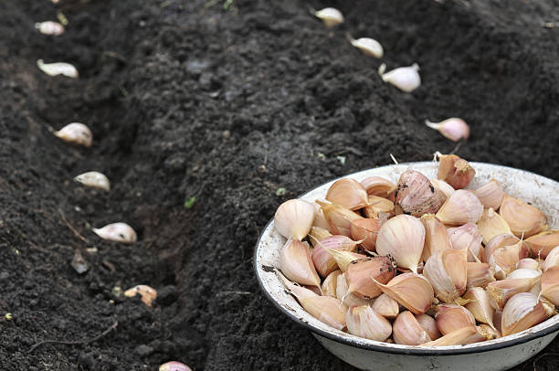 close-up of garlic in planting process stock photo