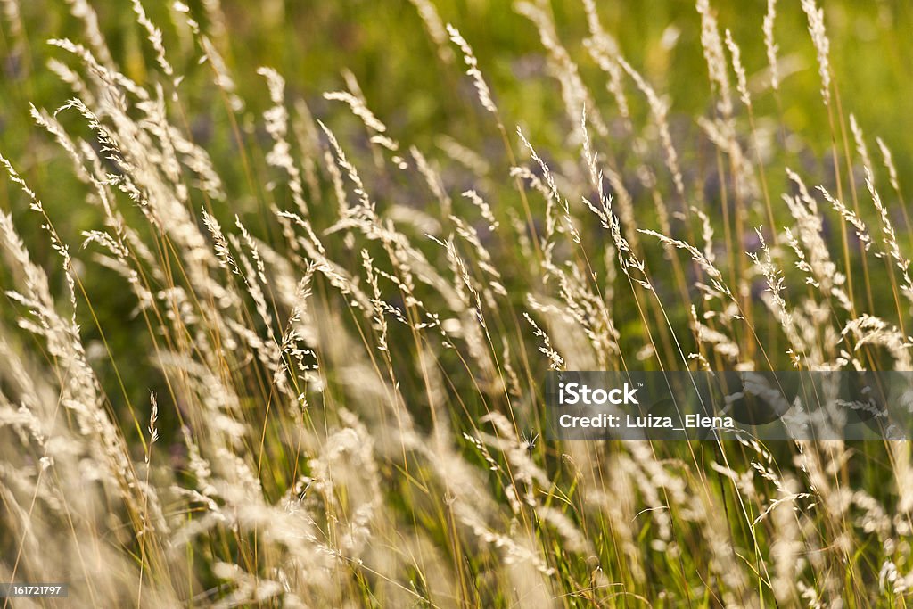 Campo de relva - Royalty-free Agricultura Foto de stock