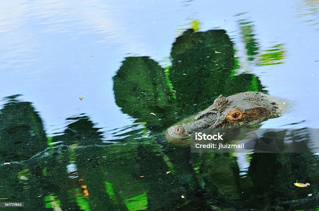 Кайман в воде - Стоковые фото Brackish Water роялти-фри