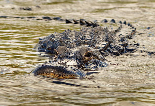 Alligatore avvicinarsi Subacqueo - foto stock
