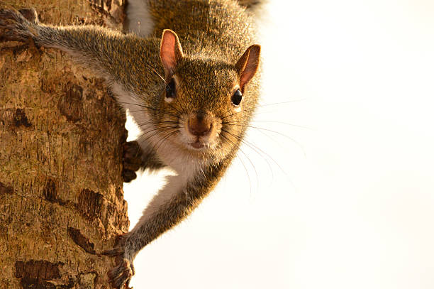 Écureuil sur arbre, un arrière-plan blanc - Photo