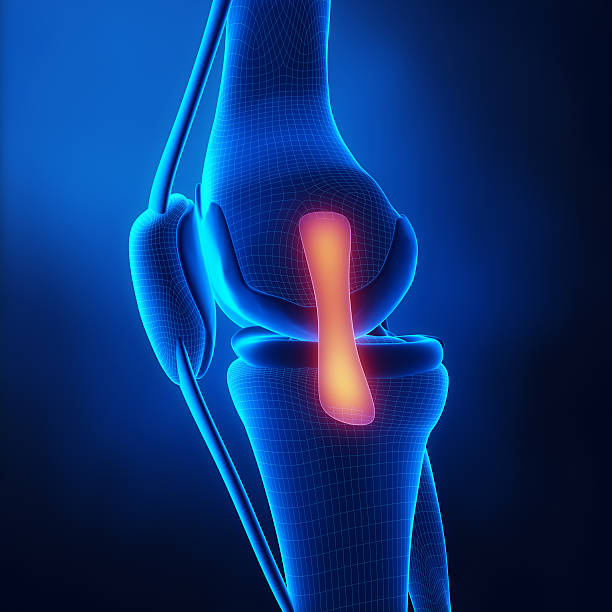 istock Medial ligament knee anatomy 161721929