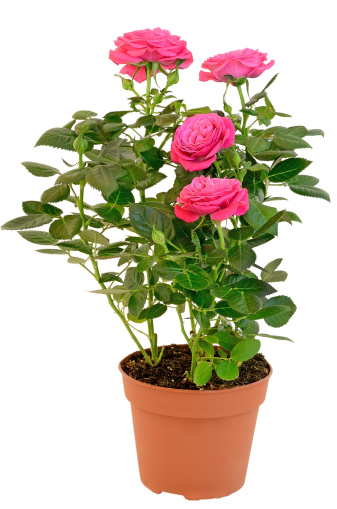 Pink Rose in the flower pot isolated on white background