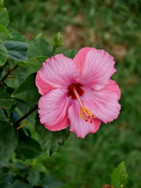 pink blossom on canary island