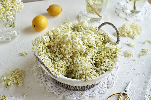 White elderberry flowers in a basket on a table - ingredient for herbal syrup