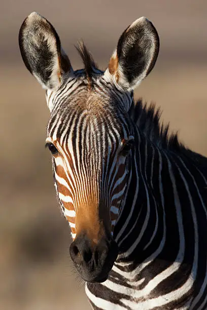 Cape mountain zebra (Equus zebra zebra), Mountain Zebra National Park, South Africa