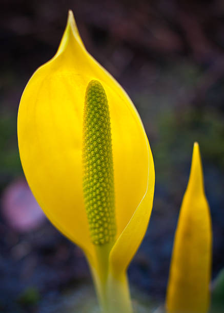 Soft Shallow Depth of Field Skunk Cabbage stock photo