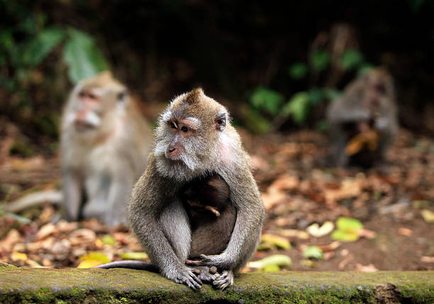 istock Family of monkeys 161725247